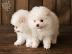 PoulaTo: Ζάχαρη κουτάβια Pomeranian